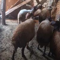 فروش گوسفند داشتی دست چین ابست|حیوانات مزرعه|رامیان, |دیوار