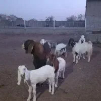 ۶راس میش چال ۳راس بز با بزغاله ۱راس نربز|حیوانات مزرعه|تاکستان, |دیوار