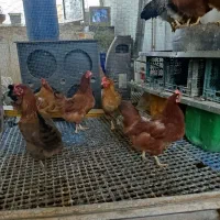 مرغ تخمگذار