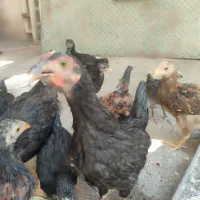 نیمچه لاری وجوجه گلین