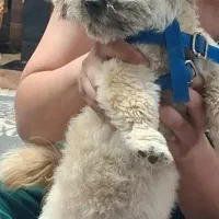 سگ شیتزو ماده