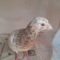 کفتر شهرستانی