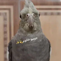 عروس هلندی