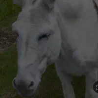 یک راس الاغ ماده سرحال  فروشی