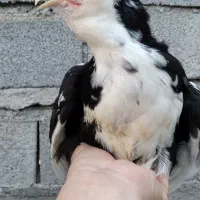 فروش یامعاوضه یه تعدادی نیمچه خروس گلین لری|حیوانات مزرعه|قائم‌شهر, |دیوار