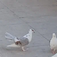 کفتر|پرنده|تهران, شوش|دیوار