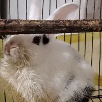 خرگوش|موش و خرگوش|برازجان, |دیوار