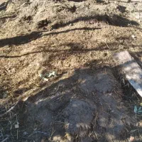 کد حیوانی|خدمات باغبانی و درختکاری|دیلمان, |دیوار