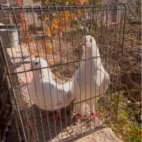 کبوتر پشت هوما|پرنده|قزوین, |دیوار