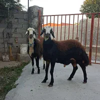 دو عدد قوچ توقلی|حیوانات مزرعه|سیمین شهر, |دیوار