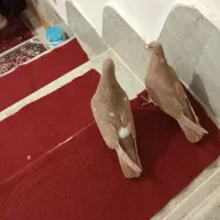 یک جفت ساری ریحانه