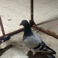 کفتر مسافتی نر