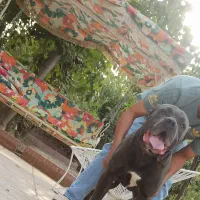 کنکورسو|سگ|هشتگرد, تهران دشت|دیوار