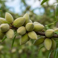 نمایندگی فروش نهال ، تامین مستقیم از تولیدی|عمده‌فروشی|نقده, |دیوار