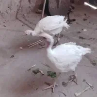 بوقلمون تممز