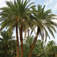 دهقانم. زمین کشاورزی