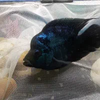 ماهی فلاور|ماهی|تبریز, |دیوار