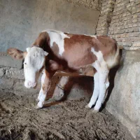 گوساله سمینتال اصل درجه یک|حیوانات مزرعه|میاندوآب, |دیوار