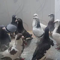 کفتر‌بوم‌