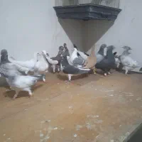 دسته سرور و پشتی بی نظیر|پرنده|شیراز, شهرک گلستان|دیوار