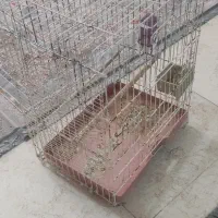 قفس پرنده|لوازم جانبی حیوانات|کیش, |دیوار