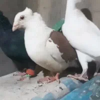 پشت کوویتی ماده