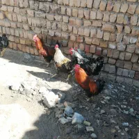 خروس محلی|حیوانات مزرعه|ساوه, |دیوار