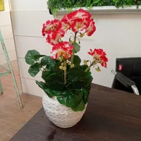 گل شمعدونی