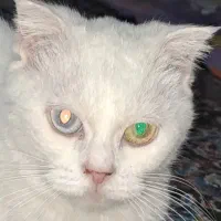 ترکیش وان
