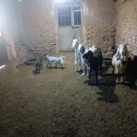 بز زاییده جوان