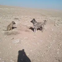 فروش سگ گله|سگ|پیشخور, |دیوار