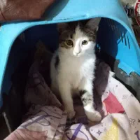 گربه گمشده|گربه|خمینی‌شهر, |دیوار