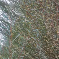 شمشک درجه یک|صنایع دستی و سایر لوازم تزئینی|کن, |دیوار