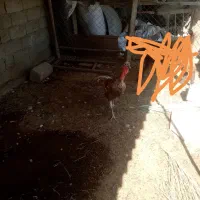 جفت بقلمون|حیوانات مزرعه|بندر گناوه, |دیوار