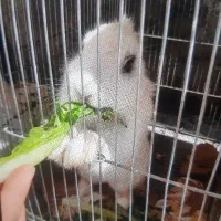 دوتاخرگوش نروماده