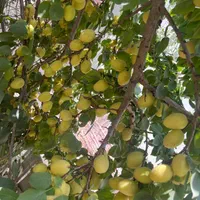 پر زردآلو آفتابی خانگی|خوردنی و آشامیدنی|اصفهان, عباس‌آباد|دیوار
