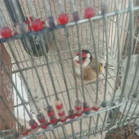 سهره مست|پرنده|مرودشت, نقش رستم|دیوار