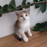 بچه گربه های دستی خانگی