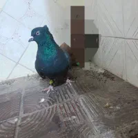 زاغ دمسفید|پرنده|آباده, |دیوار