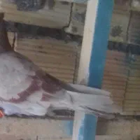 جوجه ابلغ سیا باخت دادم