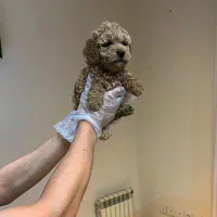 توی و تاینی پودل|سگ|تهران, زعفرانیه|دیوار