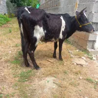 ورزا کوله دورگ محلی و لیشه