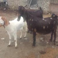 بز افغانی|حیوانات مزرعه|جوکار, |دیوار