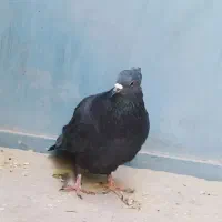 دوتا کبوتر فروشی سنگی 500و زاغ600|پرنده|سراوان, |دیوار