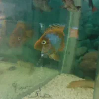 ماهی گوشت خوار|ماهی|نیشابور, شهرک جانبازان|دیوار