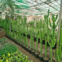 گل کاکتوس بزرگ فقط 500