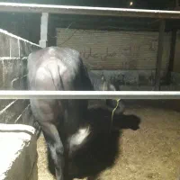 گاومیش نر