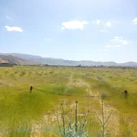 زمین باغ انگور