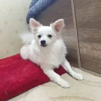 پامر اشپیتز روباهی