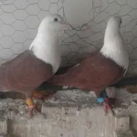 یه جفت سر سفید